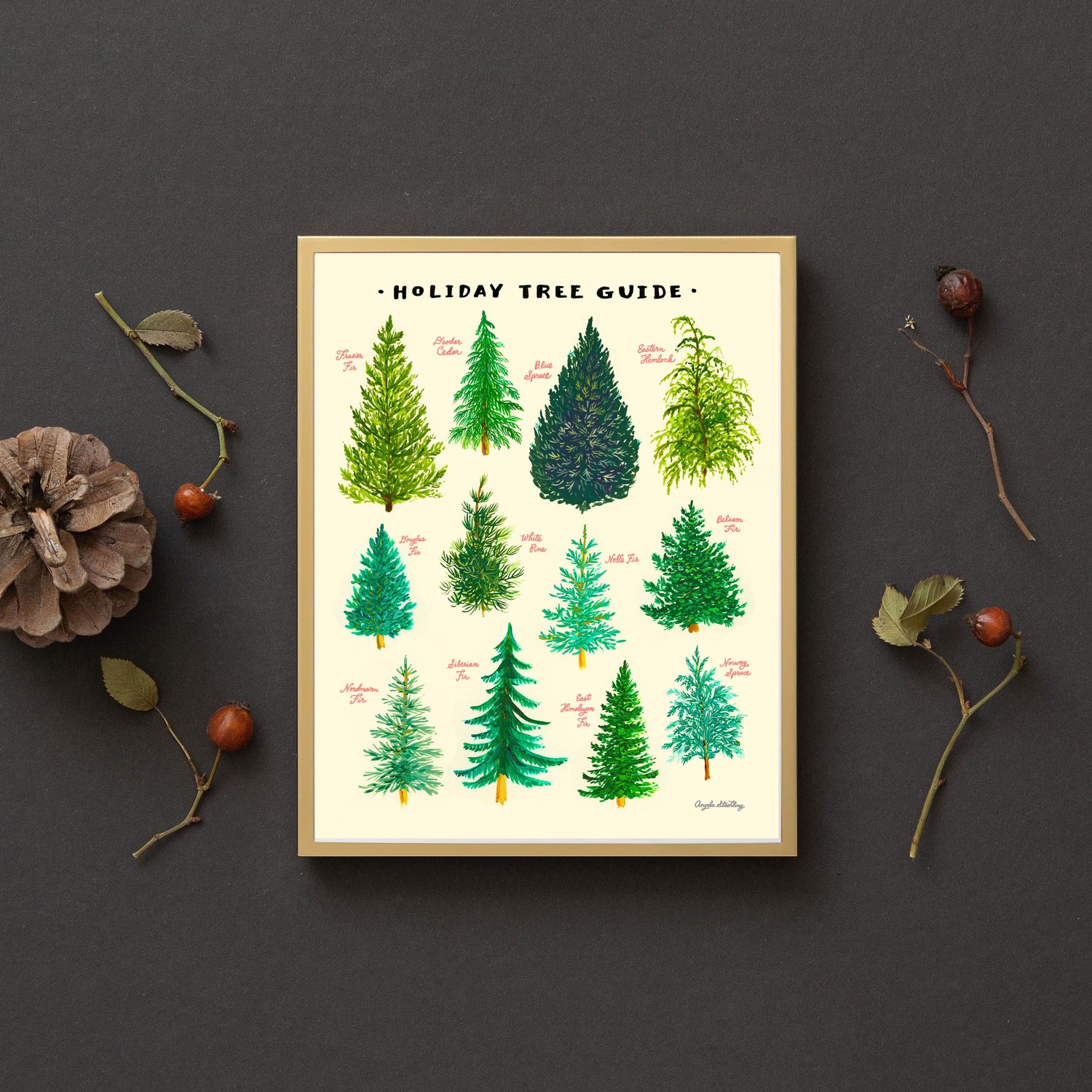 Christmas Tree Guide illustration of the different evergreen trees