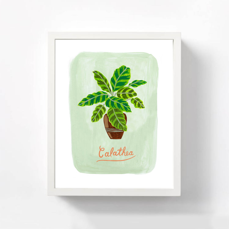 Calathea plant illustration in white frame