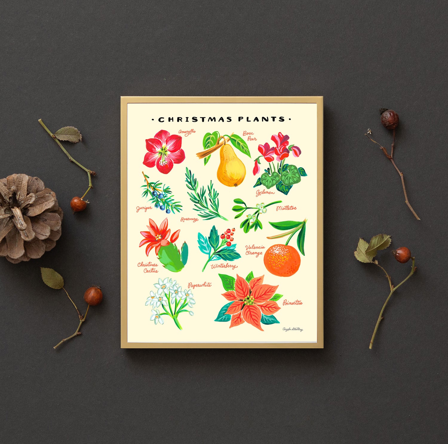 Christmas Plants Illustration with poinsettia, amaryllis, paper whites, and holly