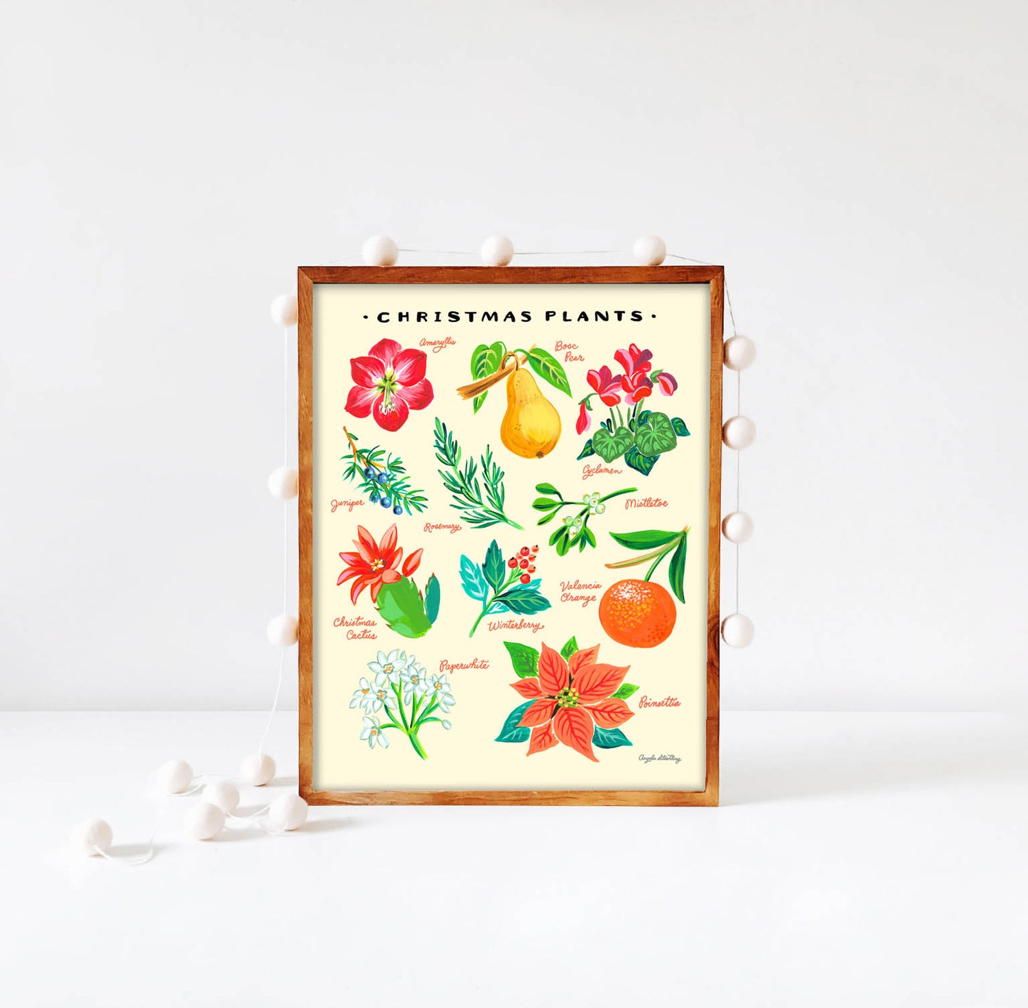 Christmas Plants Illustration with poinsettia, amaryllis, paper whites, and holly