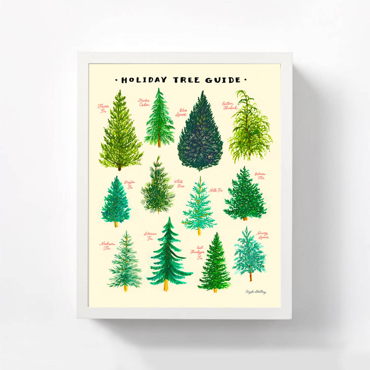 Christmas Tree Guide illustration of the different evergreen trees