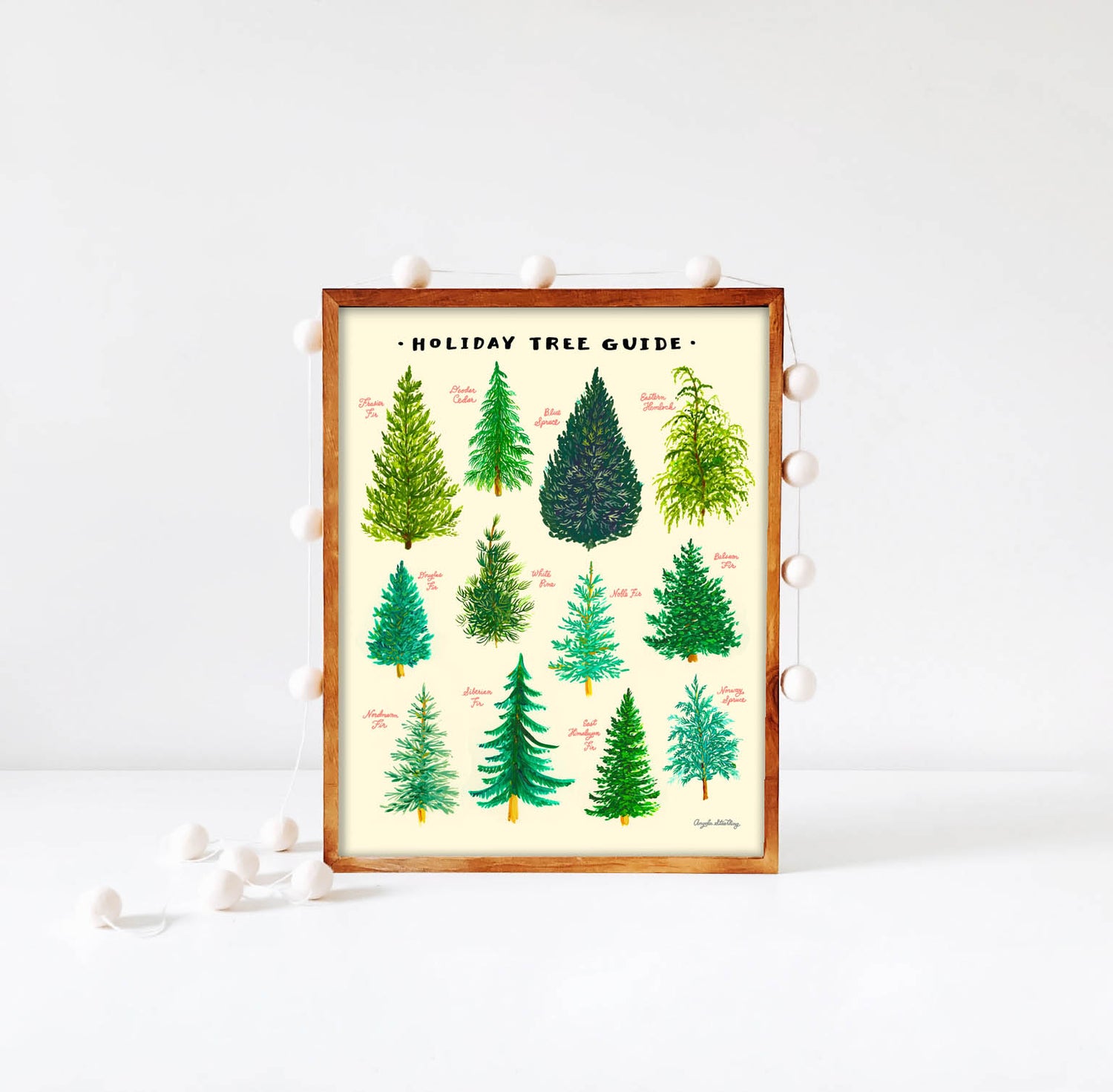 Christmas Tree Guide illustration of the different evergreen trees
