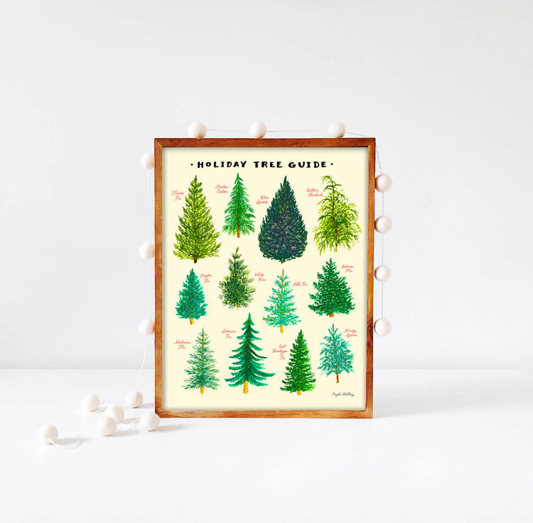Christmas Tree Guide illustration of the different evergreen trees
