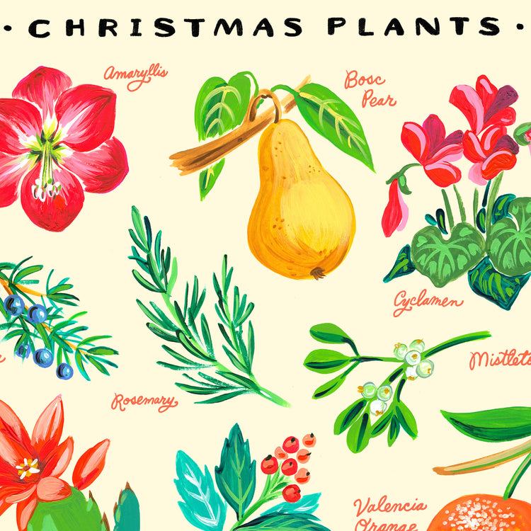 Christmas Plants Illustration with poinsettia, amaryllis, paper whites, and holly
