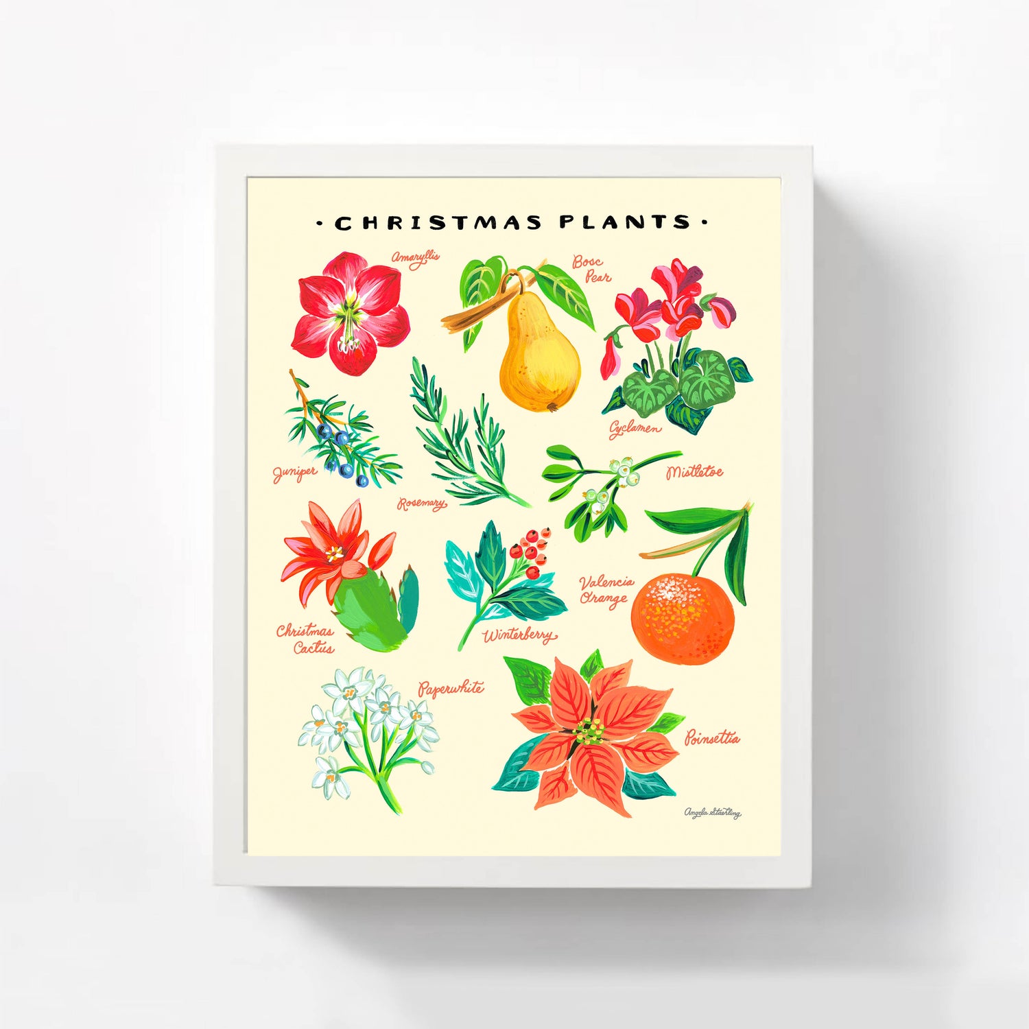Christmas Plants Illustration with poinsettia, amaryllis, paper whites, and holly