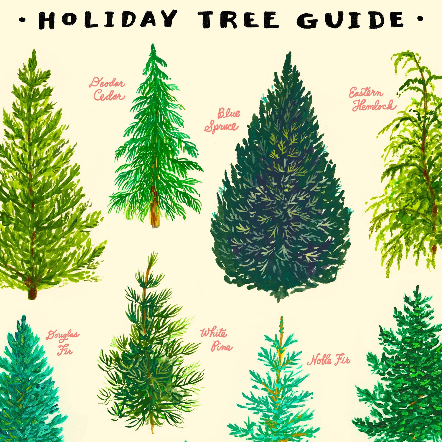 Christmas Tree Guide illustration of the different evergreen trees