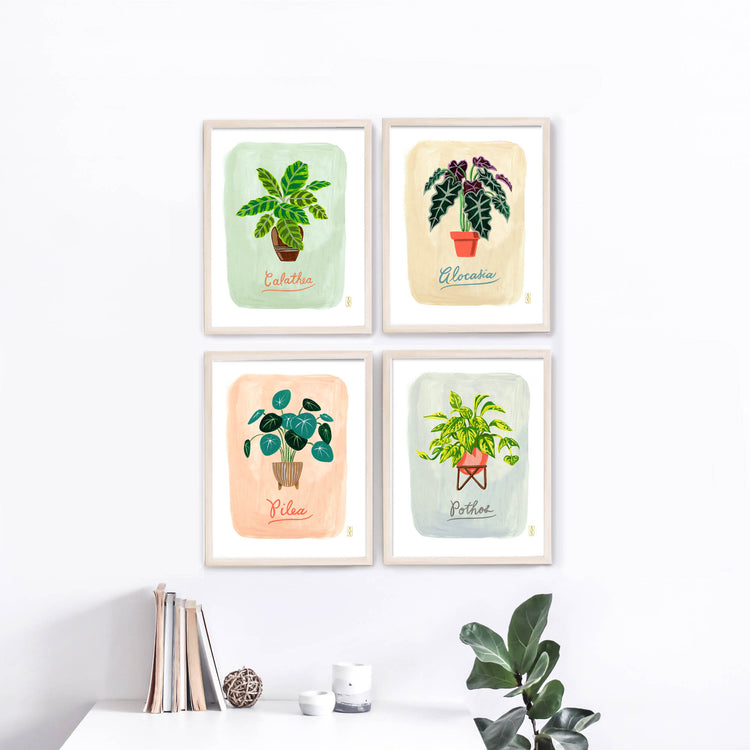 Plant illustrations displayed in a collection